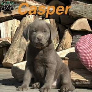 Casper, Silver Labrador Retriever Puppy